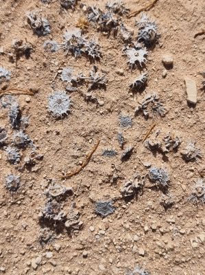 כפתור החולות Neurada procumbens L.