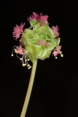 בן-סירה מיובל Sanguisorba minor Scop.