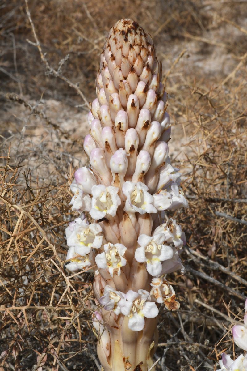 Cistanche laxiflora Aitch. & Hemsl. | Flora of Israel and adjuscent areas