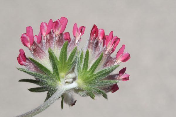 Anthyllis vulneraria L.