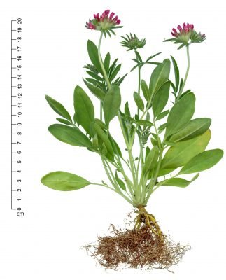 Anthyllis vulneraria L.